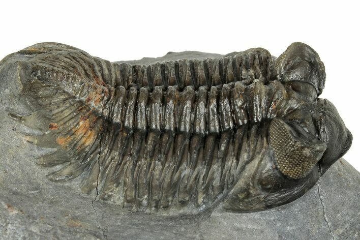 Excellent Coltraneia Trilobite Fossil - Huge Faceted Eyes #328575